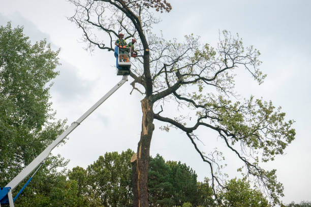 How Our Tree Care Process Works  in  Catoosa, OK