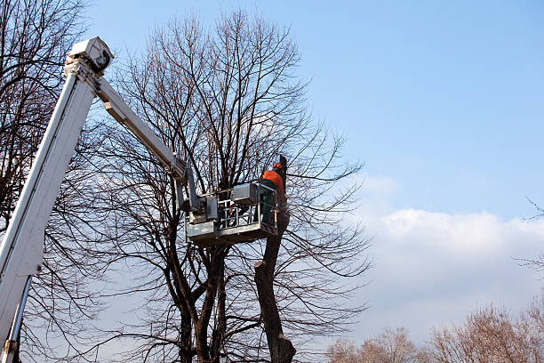 Reliable Catoosa, OK Tree Services Solutions