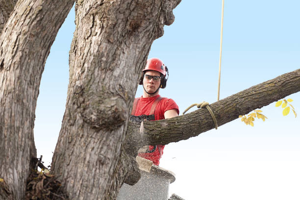 Best Hazardous Tree Removal  in Catoosa, OK